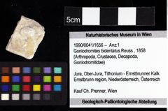 Foto (Objket + Etiketten) von Goniodromites bidentatus (Reuss, 1858) 